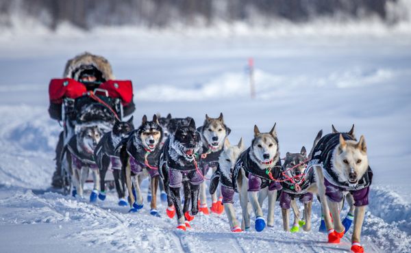 Příští aljašský Iditarod bude bez obhájce